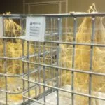 240201-becks-corn-root-research-totes-150x150196480-1