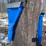 maple-syrup-tap-bags-150x150773822-1