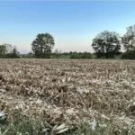 cornstubble-150x150367139-1