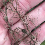 cyst-nematode-20210426-scn-1-150x150410430-1