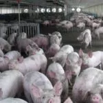 181005_pigs_md-150x150510554-1