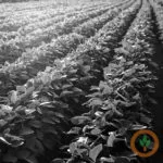 brngeneral400x400soybeans-150x150811615-1