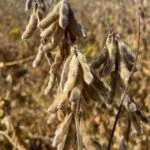 soybeans_preharvest_mo_sept23-150x15042618-1