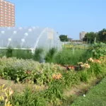urban-ag_usda-150x150717431-1