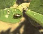 bean-leaf-beetle-150x121670923-1