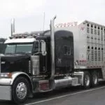 trucking-livestock-picture-wsa-3-18-150x150719381-1