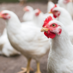 poultrycapture-150x150436673-1