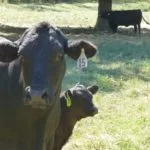 mama-cow-and-calf-150x150811185-1