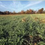 cereal-rye-cover-crop-150x150672691-1