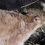 homepagenewborncalfnursing-150x150350261-1