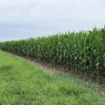 071223-corn-sd-mitchell-150x150892433-1