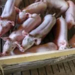 pigs-young-iowa-icga-150x150399983-1