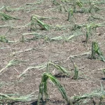 hail-damage-on-corn-150x150462477-1