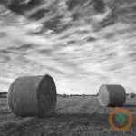 hay400x400-1-150x150851751-1