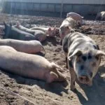 brodys-pigs-150x150168058-1