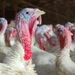 turkeys-150x150916465-1
