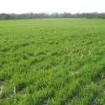 061518_covercrops_md-150x150824317-1