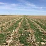 071218_covercrops_md-150x15027327-1