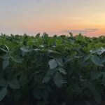 072423_asphoto_soyfieldinjuly-e1690232354169-150x150766554-1
