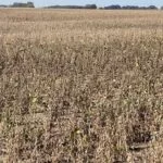 231003_soybeans_md-150x150721695-1