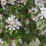 michigan-apple-blossom-bloom_nh-150x150204988-1