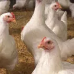 chickens-ncc-150x150507118-1