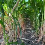 bb-drought-corn-iowa-august-2023-150x150775596-1