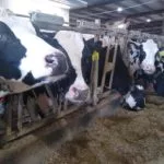 cows-from-vilack-visit-12-2021-150x150279823-1