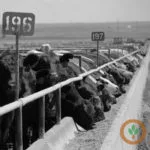 feedlot400x400-1-150x150552803-1