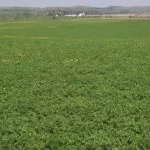 032818_alfalfa_md-150x150381348-1