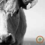 livestockmarkets1400x400-150x150494241-1