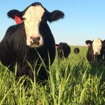 jimmy-stoutenboros-cows-150x150518830-1