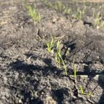 springwheat_2022-150x150702237-1