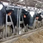 dairy-cows-1-150x150184554-1