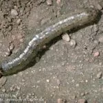army-cutworm-kansas-state-university-extension-150x150972816-1
