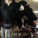 dairy-cattle-in-barn-150x150590629-1