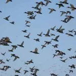 duck-migration-fish-and-wildlife-service-150x150921738-1