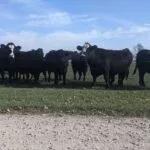 michigan-beef-farm-cows-cattle_nh-150x150502485-1