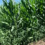 weeds_corn_weedpressure_brent_barnett-150x150361414-1