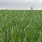 wheat-tour-2018-dickinson-co-kansas-wheat-150x150632571-1