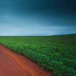 south-american-soybean-field-150x150917994-1