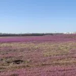 henbit-field-150x15098750-1
