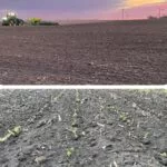 brierplant24-150x150881726-1