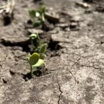soybeans_emerge_centralmo-150x150180113-1
