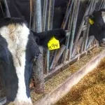 h2014-dairy-cattle-150x150636373-1