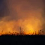 wildfire-150x15029036-1