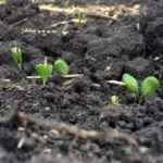 soybeans-emerging-150x150321744-1