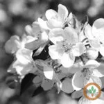 appleblossom400x400-150x150131172-1