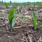 emerging-corn2-2022-ll-150x150858663-1