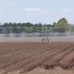 potatoes-planted-w-irrigation-running-150x150224032-1
